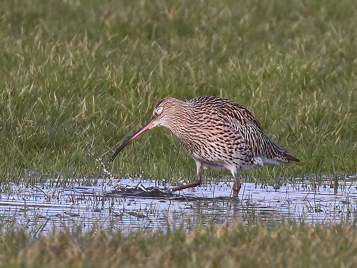 Curlew Bathing